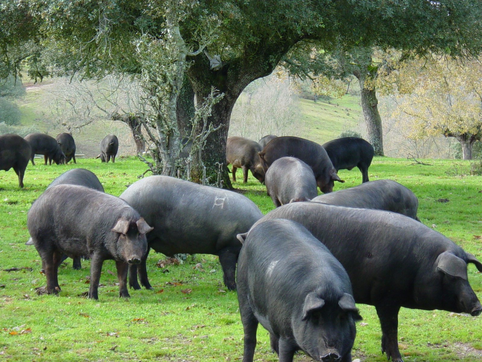 Cerdos ibéricos en la dehesa de Salamanca